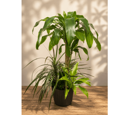 Tropical Dishgarden