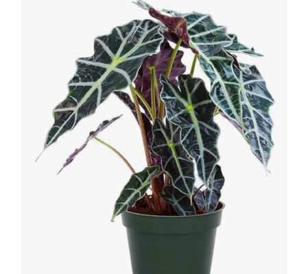 ELEPHANT EAR ARROWHEAD HOUSEPLANT 