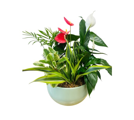XL Sage Green Anthurium Planter