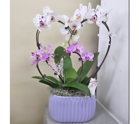 Mommy & Me Orchid Planter