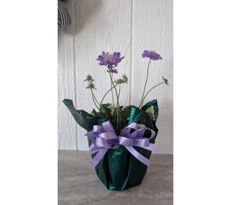 Scabiosa Perenial