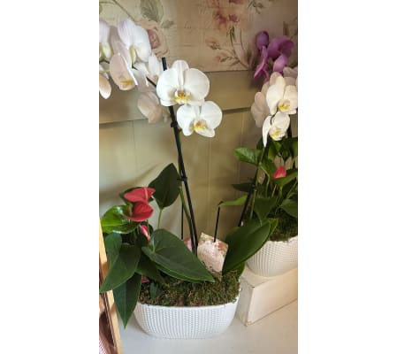 Orchid & Blush Embrace