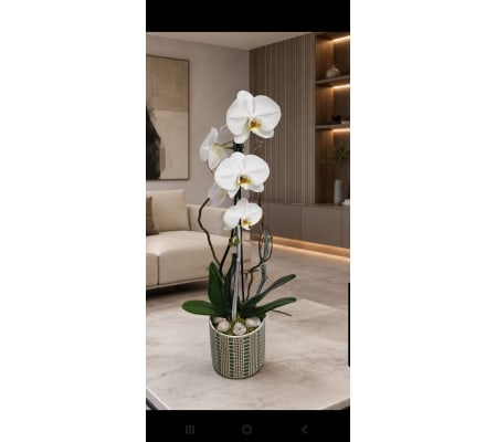 White Phalaenopsis Orchid Plant  