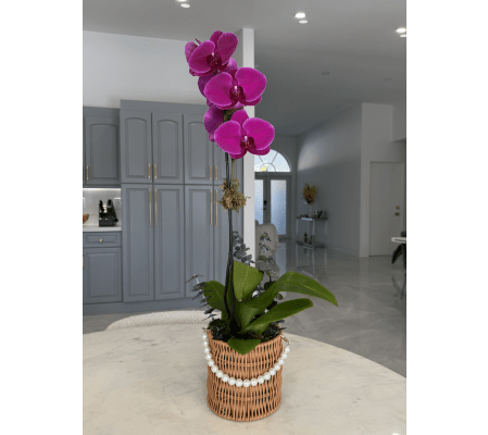 Purple Orchid Elegance