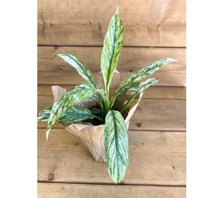 Variegated Peace Lily (Spathiphyllum Sensation Variegata)