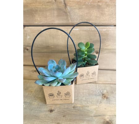 Succulent Surprise