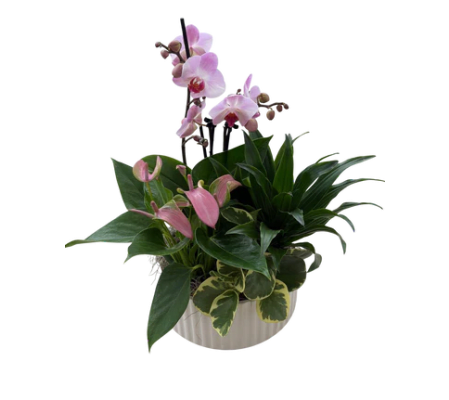  planter including an Orchid 