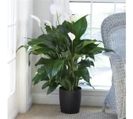 Peace Lily Plants
