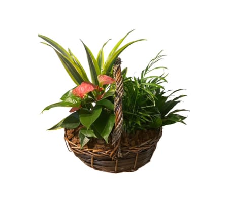 Braided Wicker Basket 