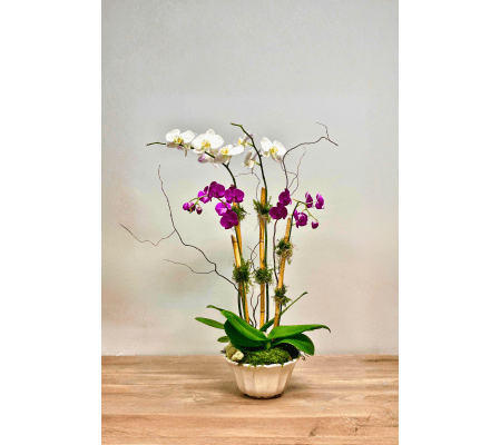 4 Double Stem Orchid Garden