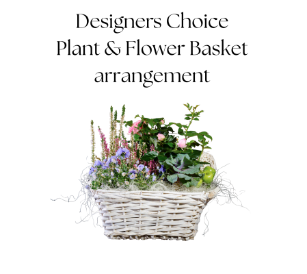 Designers Choice Plant & Flower Basket Arrangement 