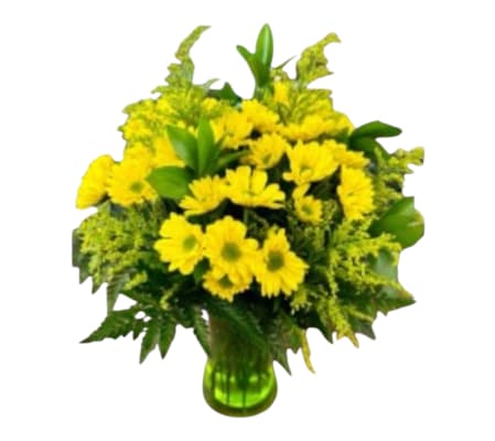 Yellow daisy dream
