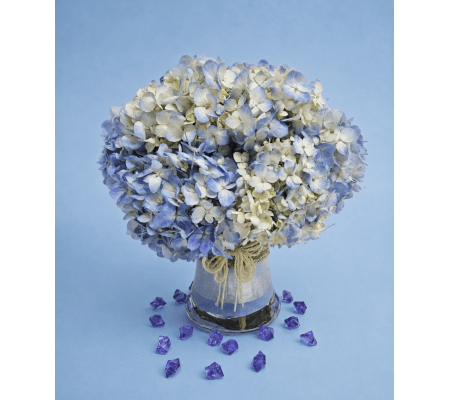 Sky Blues Hydrangeas 