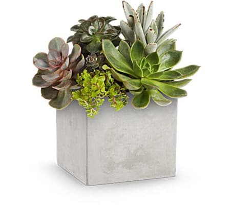 Concrete Oasis Succulent Garden