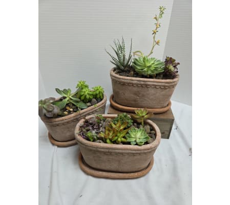 Artisan Oval Terracotta Succulent Garden