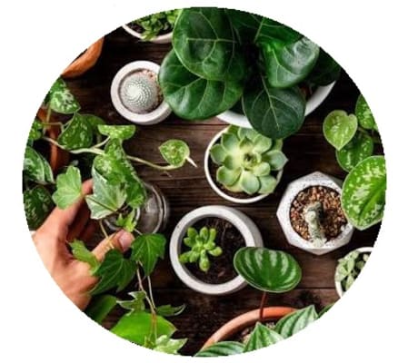 Florist’s Choice Green Plant