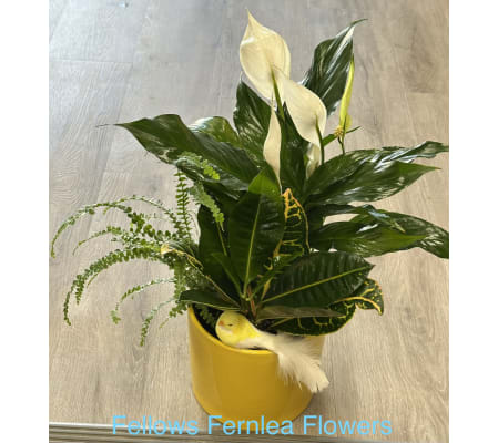 Little Ray of Care Planter by Fellows