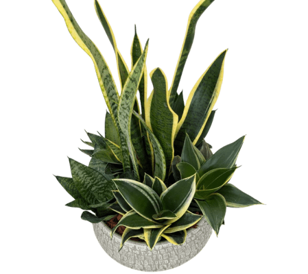 Sophisticated Succulent Garden 