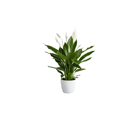 Peace Lily