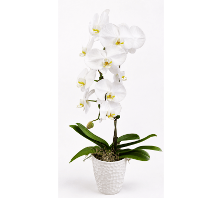 Timeless White Blooms