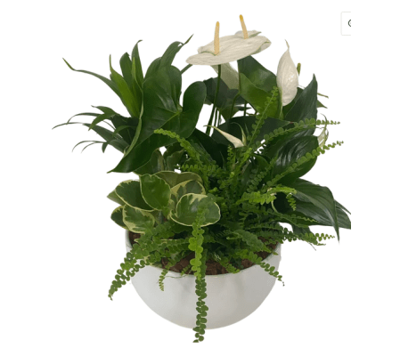 Deluxe Tropical Planter