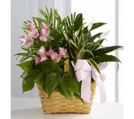 FTD Living Spirit Dish Garden