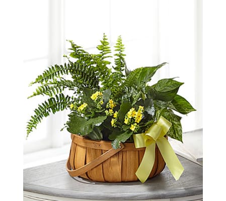 FTD Always Dear Dishgarden