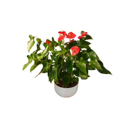 Lush Red Anthurium Bowl Planter