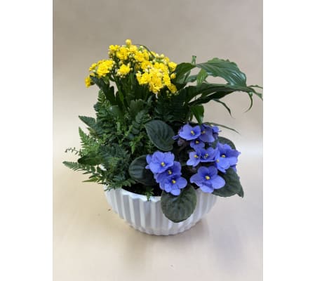 Dish Garden Of Mixed Plants