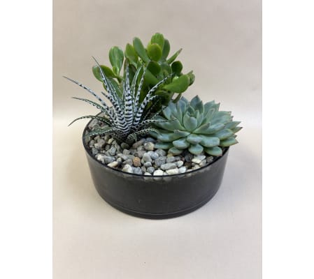 Succulent Dish Garden