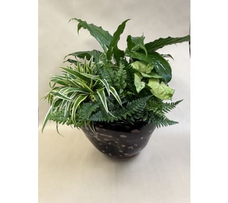 Tropical plants, Dish Garden