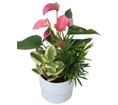 Manon Mixed Anthurium Planter