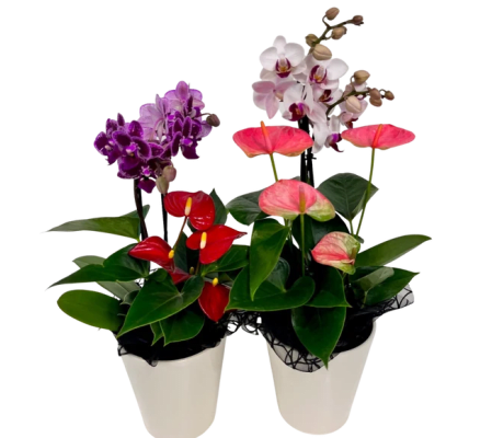 Cascade Tropical Planter