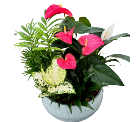 Blue Mist Tropical Planter