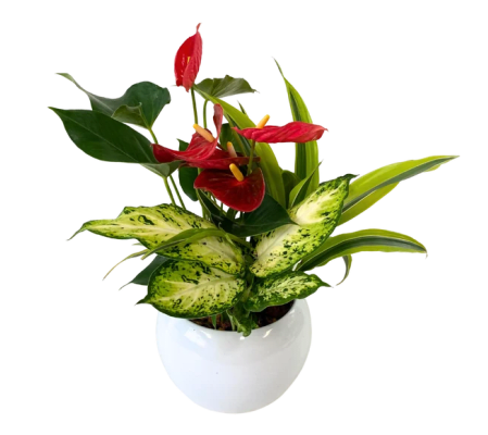 Rounded Anthurium Planter