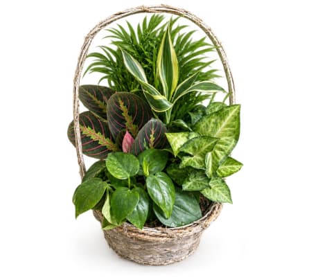Basket Dishgarden