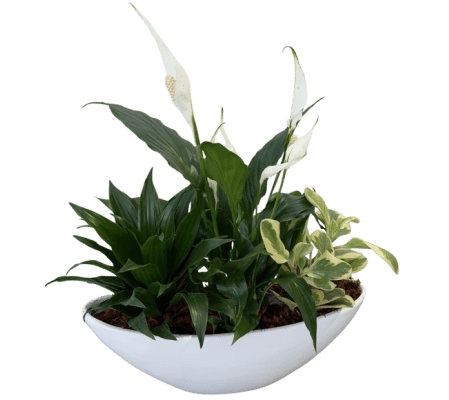 Ceramic Boat Peace  Lily Planter