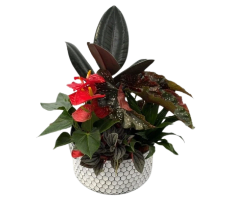 Fall XL Ficus Honeycomb Tin