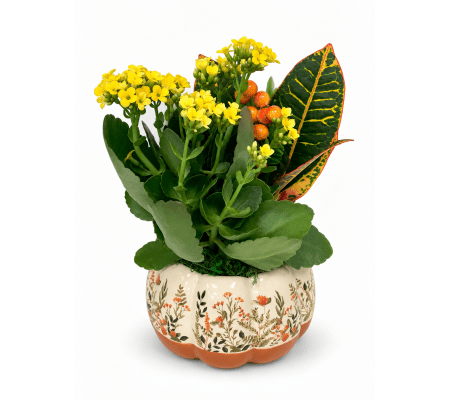 Nutmeg Floral Pumpkin Garden - Yellow Kalanchoe