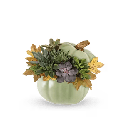 Keepsake fall pumpkin filled with assorted succulents