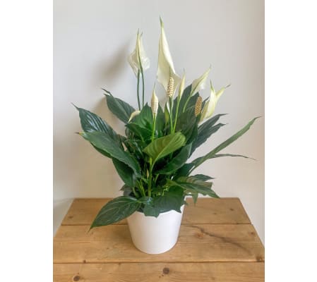 Peace Lily - 6