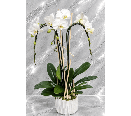 White Unique Orchid Plant 