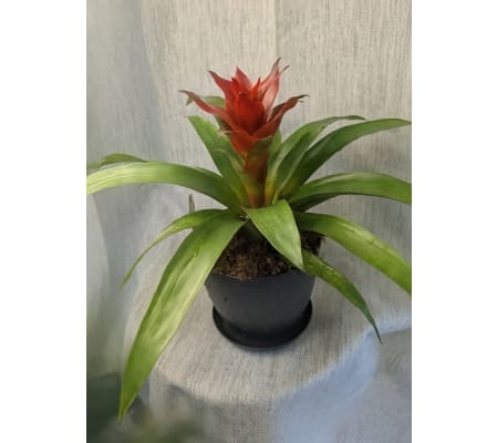Blooming Bromeliad