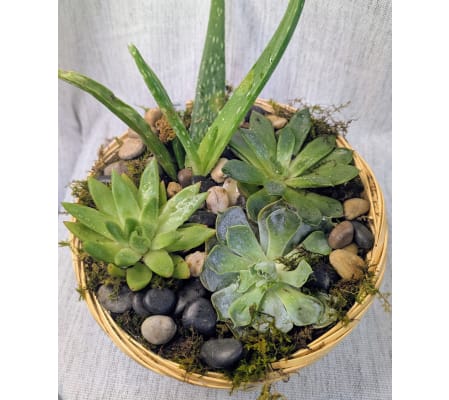 Perfect Succulent