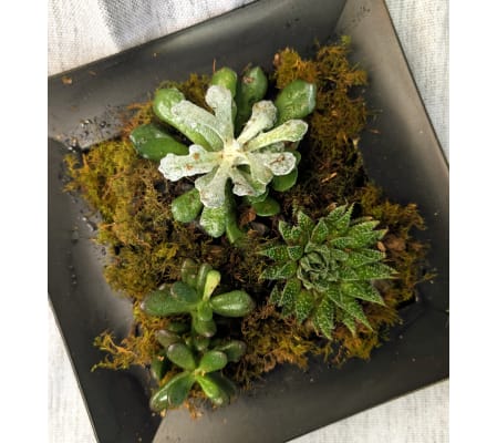 Petite Succulent