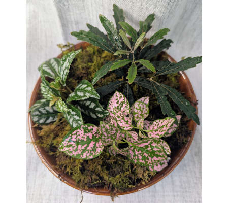 Itty Bitty Collection - Tropical Plant Bowl 