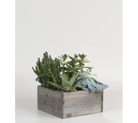A Plus Succulent Garden