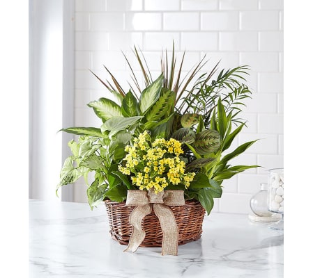 Thinking of You Dish Garden