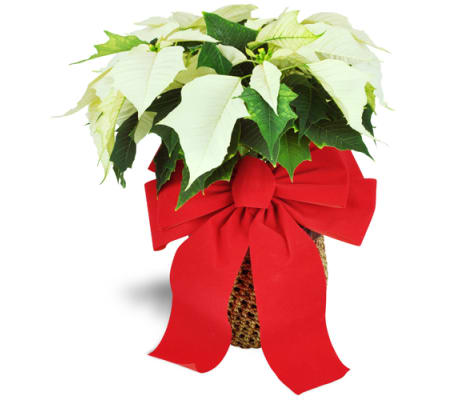 White Christmas Poinsettia