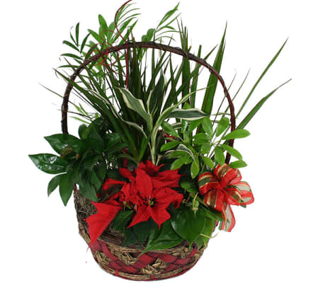 Assorted Foliage Christmas Planter